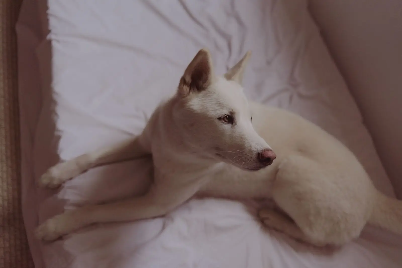 Perro blanco recostado sobre las sábanas de una cama