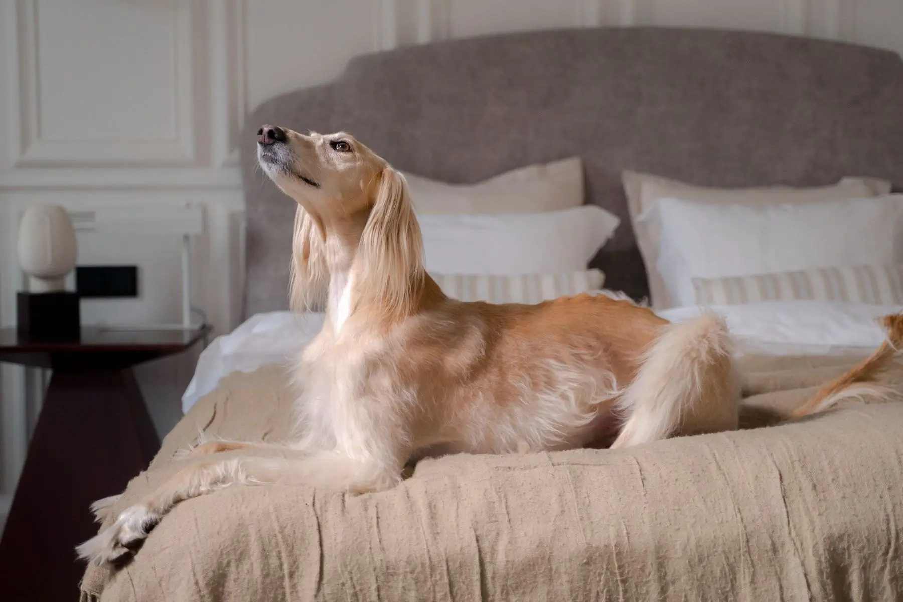 Perro descansando sobre la cama de una habitación de hotel con cabecero tapizado